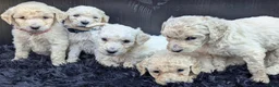 Labradoodle honden te koop: Liefdevolle plek gezocht voor Labradoodle puppy’s! in Heusden - Advertentie 20
