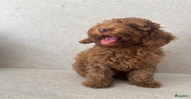 Poedel Toy honden - Advertentie 10
