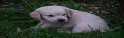 Golden Retriever honden te koop: Golden Retriever pup met stamboom - Advertentie 6