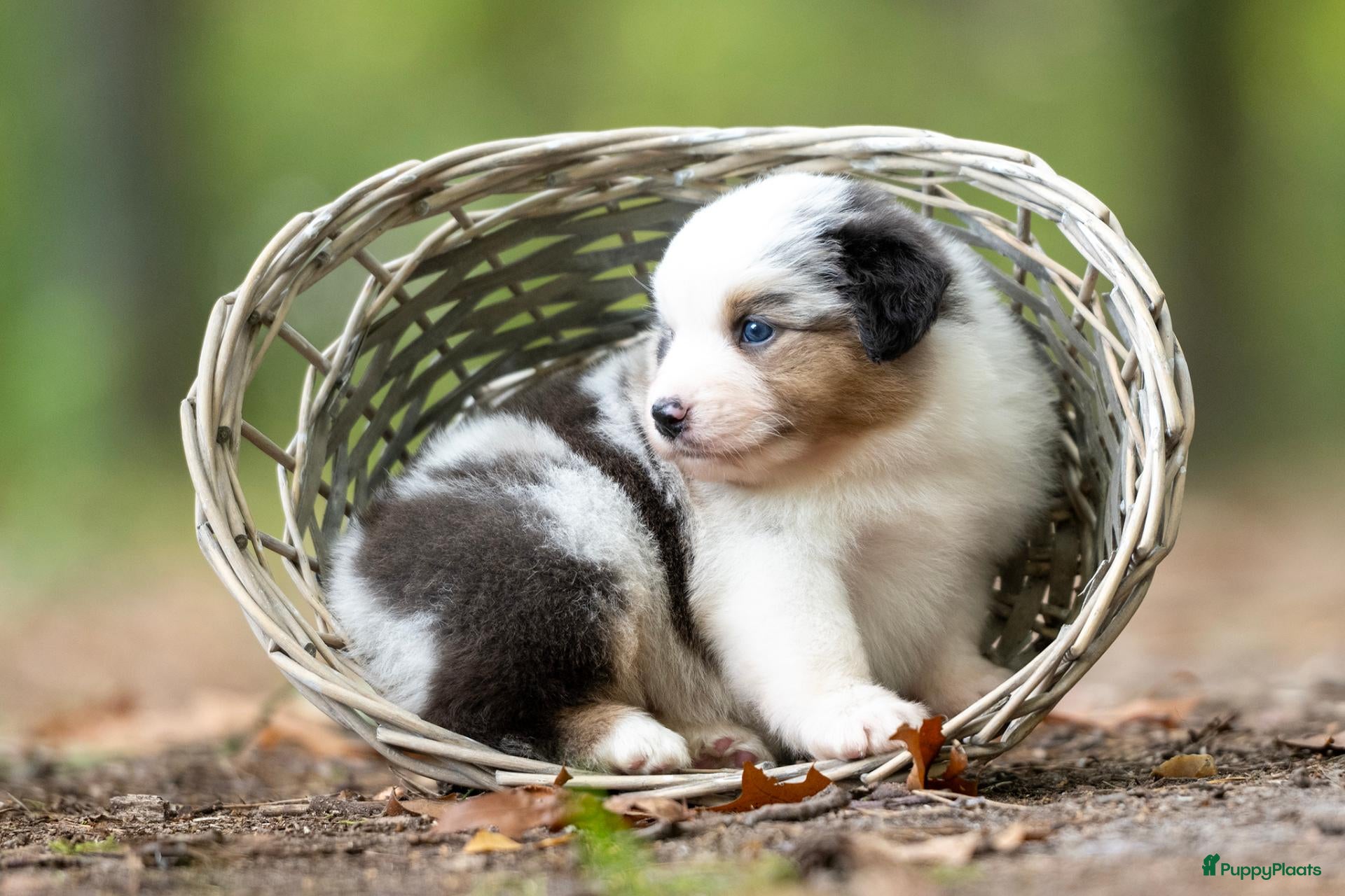 Australian Shepherd honden Australian shepherd pups - Advertentie 1