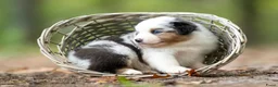 Australian Shepherd honden te koop: Australian shepherd pups - Advertentie 3
