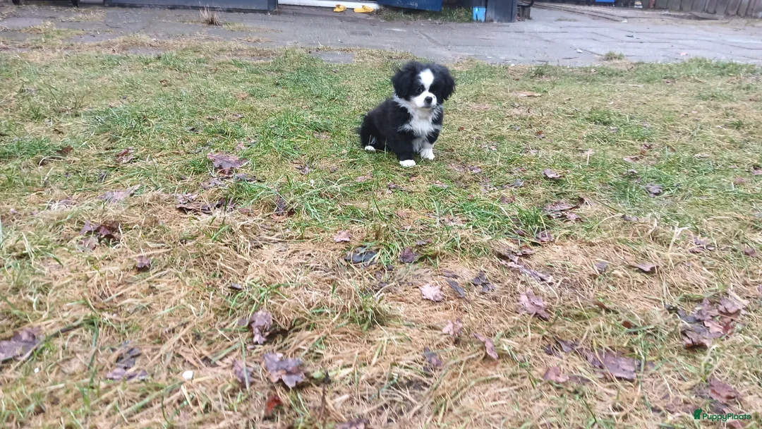 Kruising honden te koop: Leuke lieve puppy  - Advertentie 8