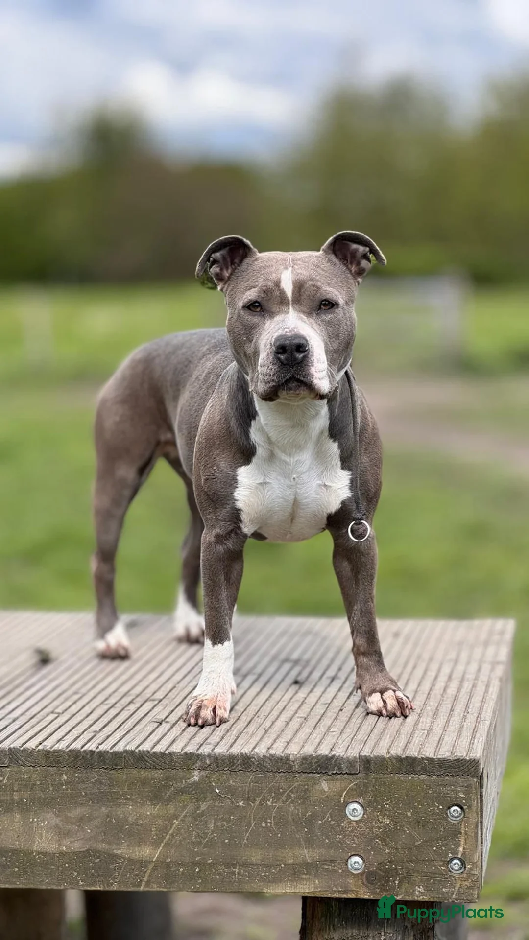 American Staffordshire Terriër honden te koop: Prachtige Amerikaanse Staffordshire Terriër pups - Advertentie 7