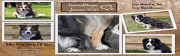 Border Collie honden te koop: Pearls Off Rino - Advertentie 1