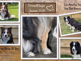 Border Collie honden Pearls Off Rino - Advertentie 18