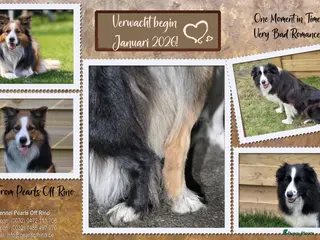Border Collie honden Pearls Off Rino - Advertentie 6
