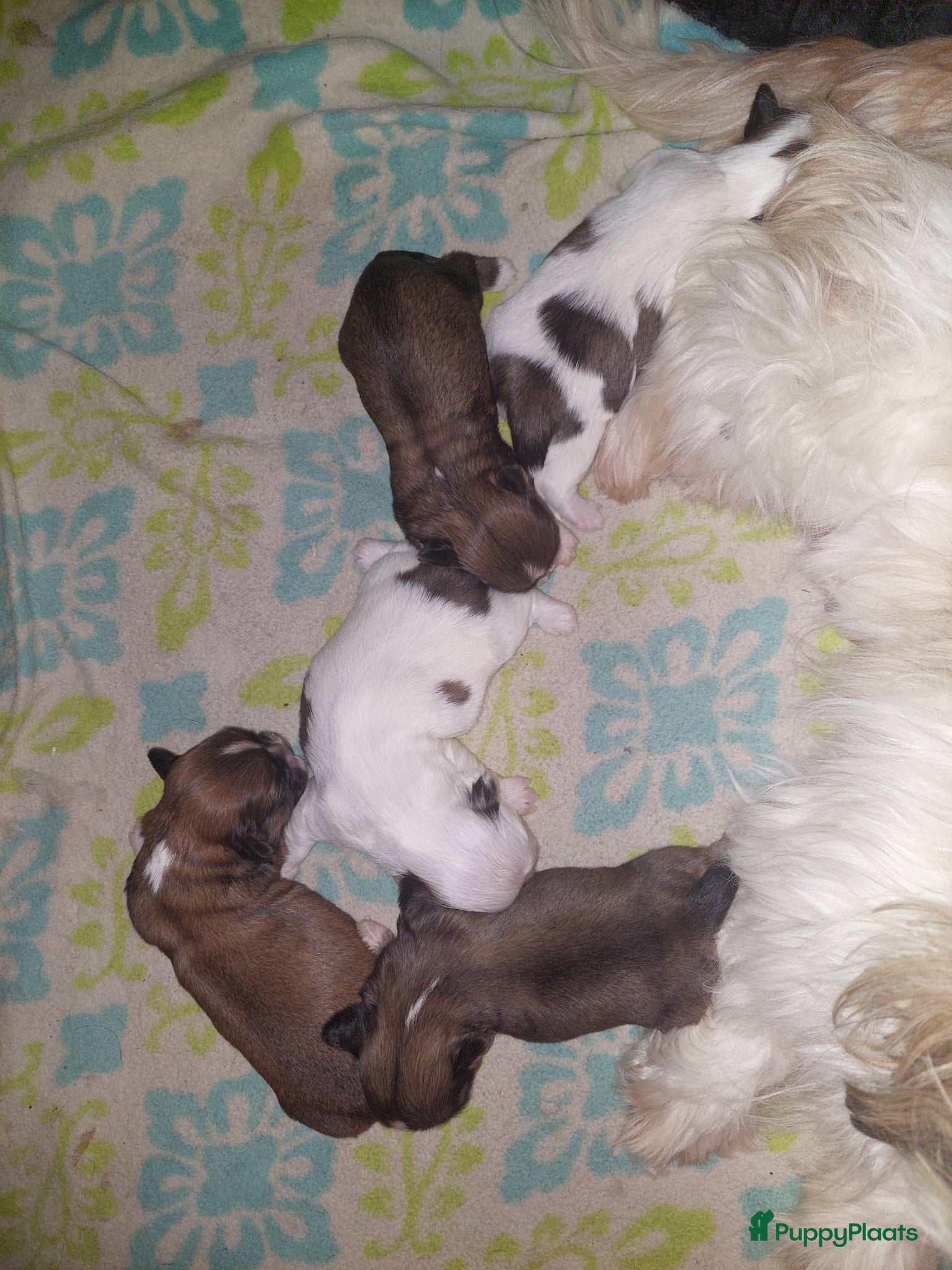 Shih Tzu honden Prachtige Shih Tzu pups beschikbaar ✨ reu en teef - Advertentie 1