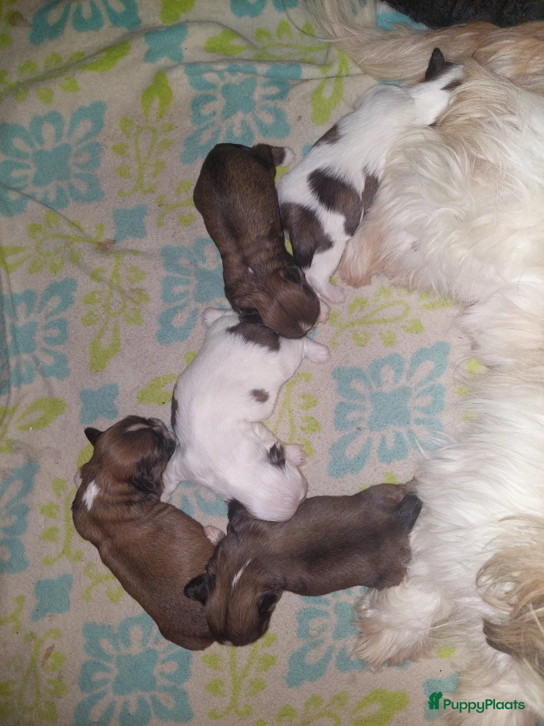 Shih Tzu honden te koop: Prachtige Shih Tzu pups beschikbaar ✨ reu en teef - Advertentie 1