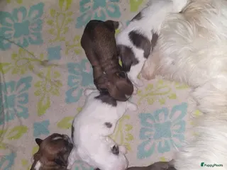 Shih Tzu honden te koop: Prachtige Shih Tzu pups beschikbaar ✨ reu en teef - Advertentie 1