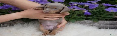 Teckel (korthaar)  Puppy 2