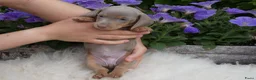 Teckel (korthaar)  honden te koop: Kaninchen x Dwerg teckel pups, kleur Isabel tan! - Advertentie 9