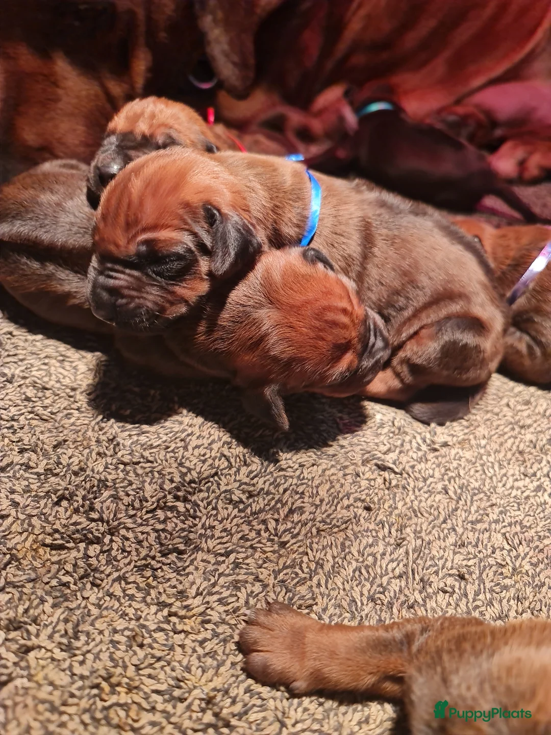 Rhodesian Ridgeback honden te koop: Rhodesian Ridgeback pups  - Advertentie 15
