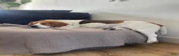 Beagle honden te koop: Nestaankondiging Beagle pups - Advertentie 2