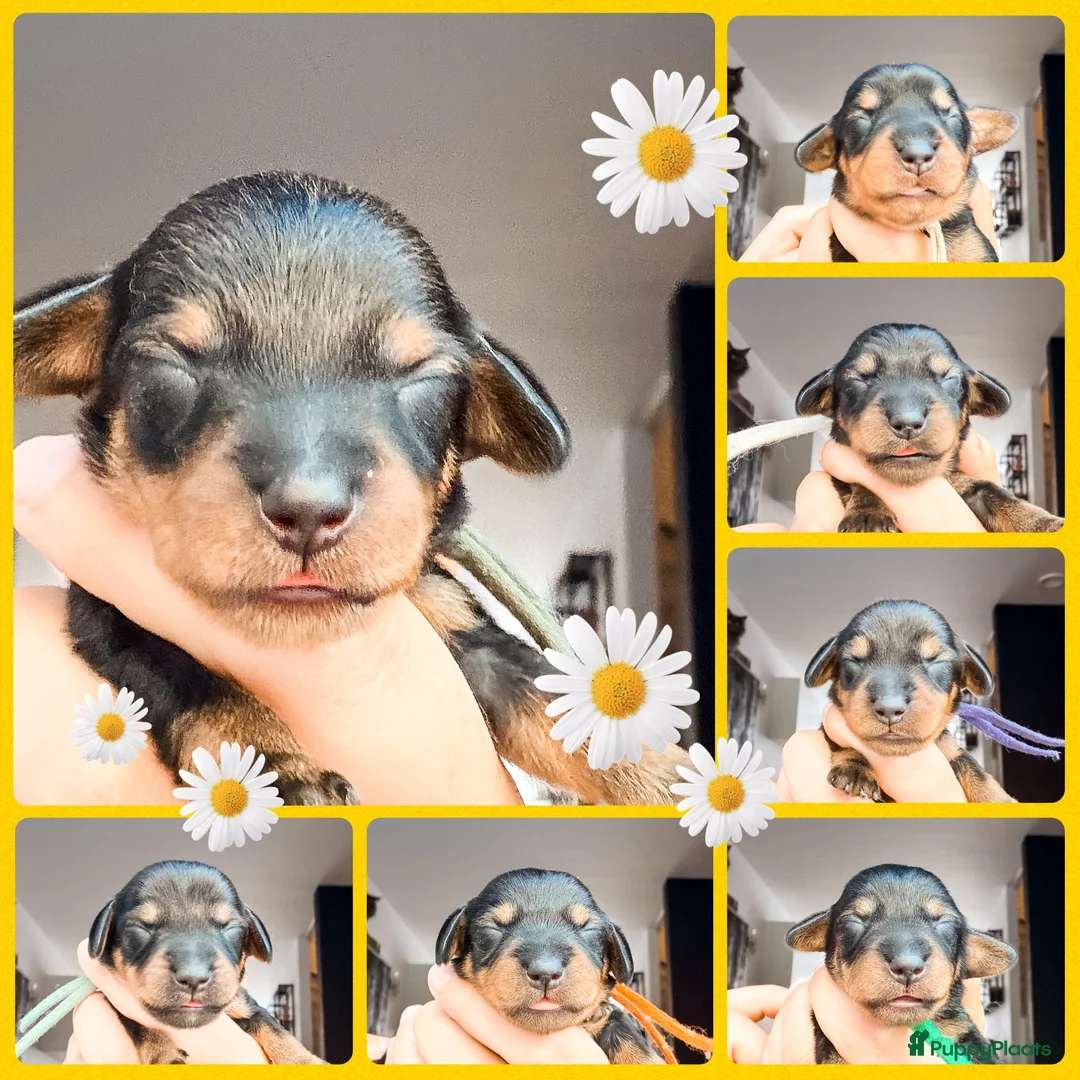 Ruwhaar Teckel honden te koop: Schattige Ruwharige Teckel pups (kaninchen/dwerg) - Advertentie 1