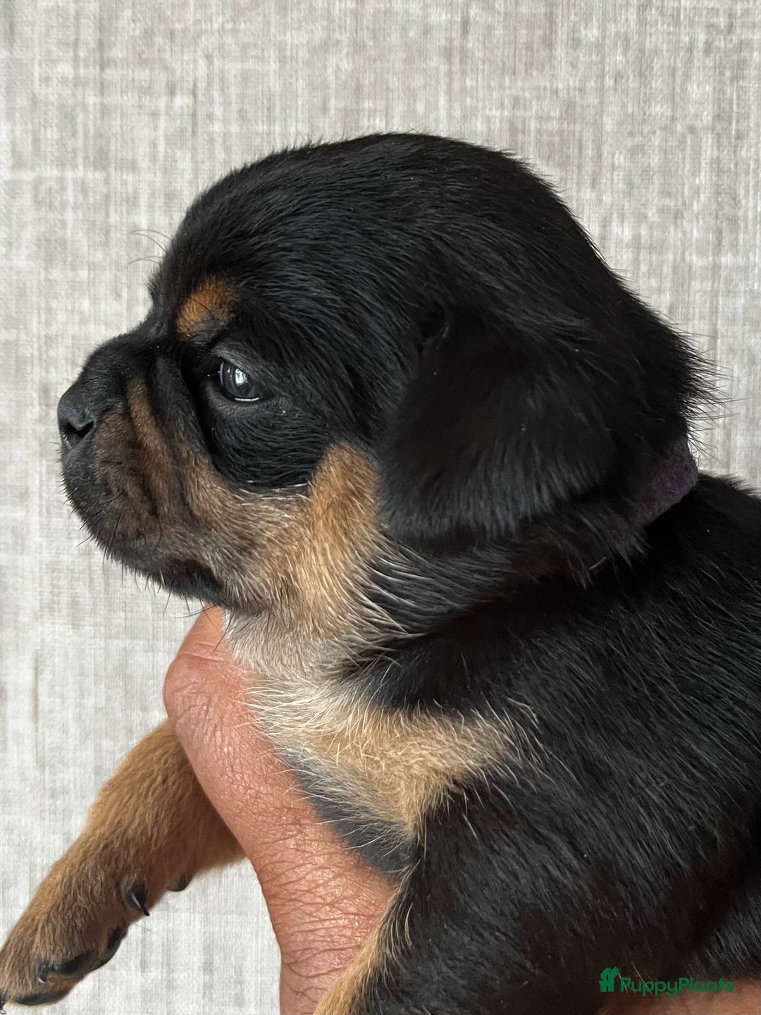 Dwergpinscher honden te koop: Carlin Pinscher Puppy’s te koop - Afbeelding 14