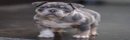 Amerikaanse Bully honden te koop: American Bully pocket pups verwacht geteste ouders - Advertentie 12
