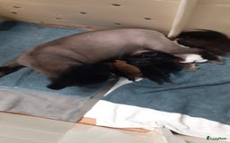 Pomeriaan honden te koop:  2 Prachtige pomeriaan/dwergkees pups. in Enkhuizen - Afbeelding 28