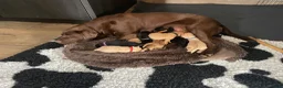 Kruising honden te koop: Lieve puppy’s  - Advertentie 17