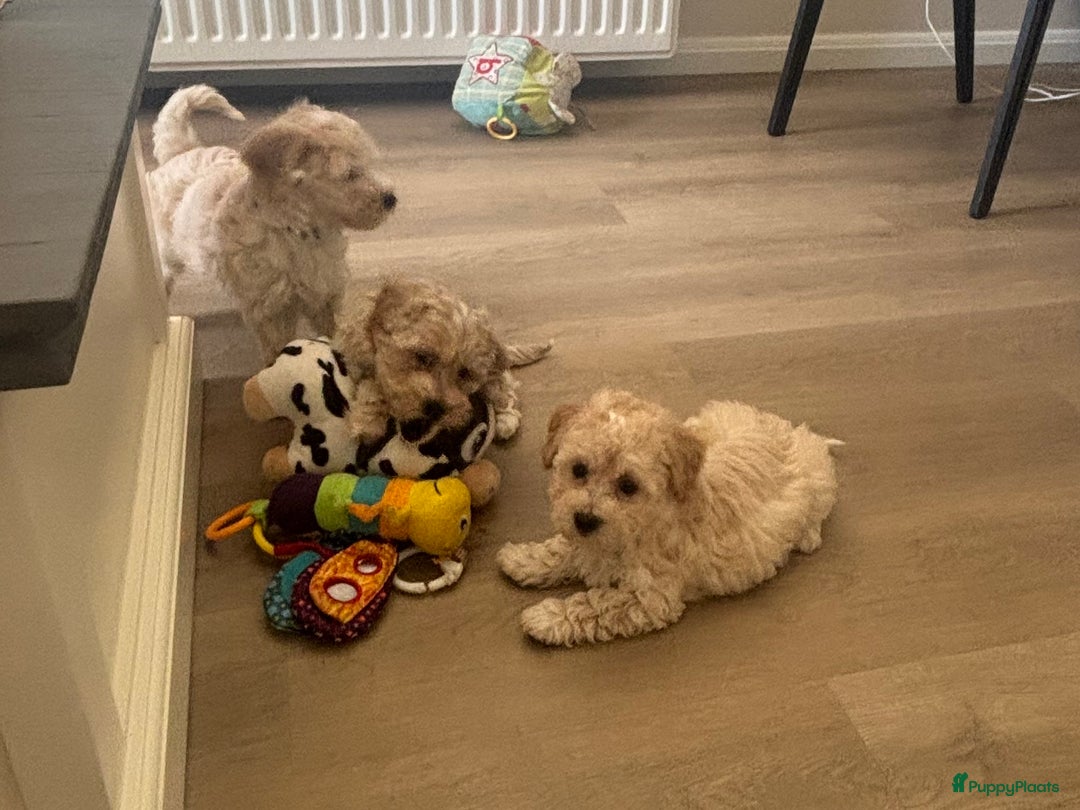 Maltipoo honden te koop: Maltipoo pups in Oirschot - Afbeelding 2