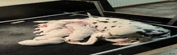 Dalmatiër honden te koop: Prachtige dalmatiër pups te koop! in Lievelde - Advertentie 3
