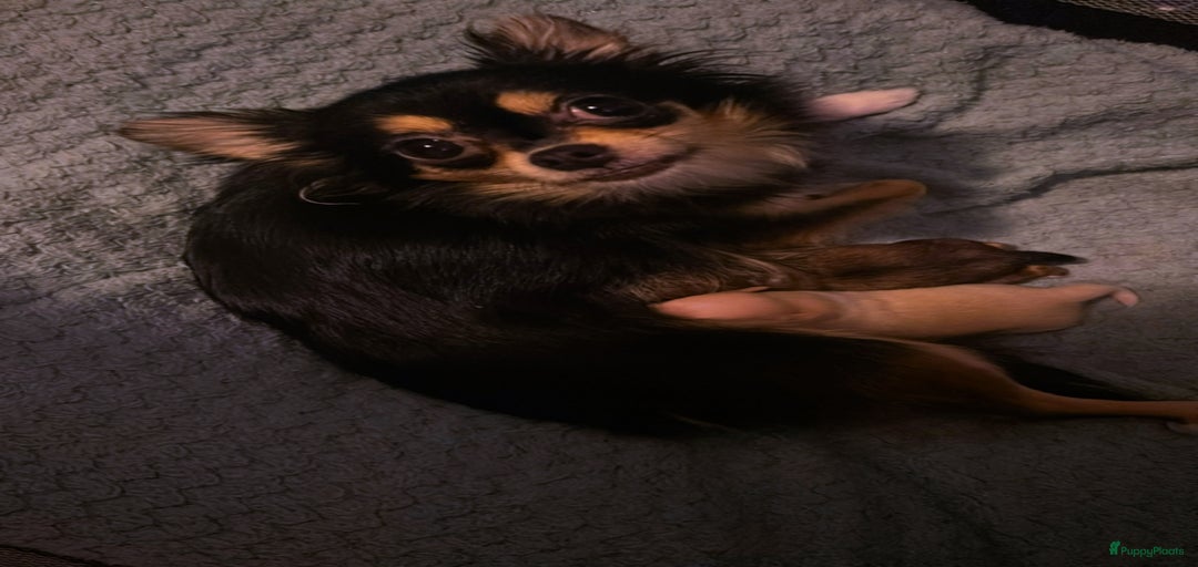 Galerij afbeelding {{count}}