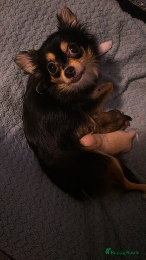 Galerij afbeelding {{count}}