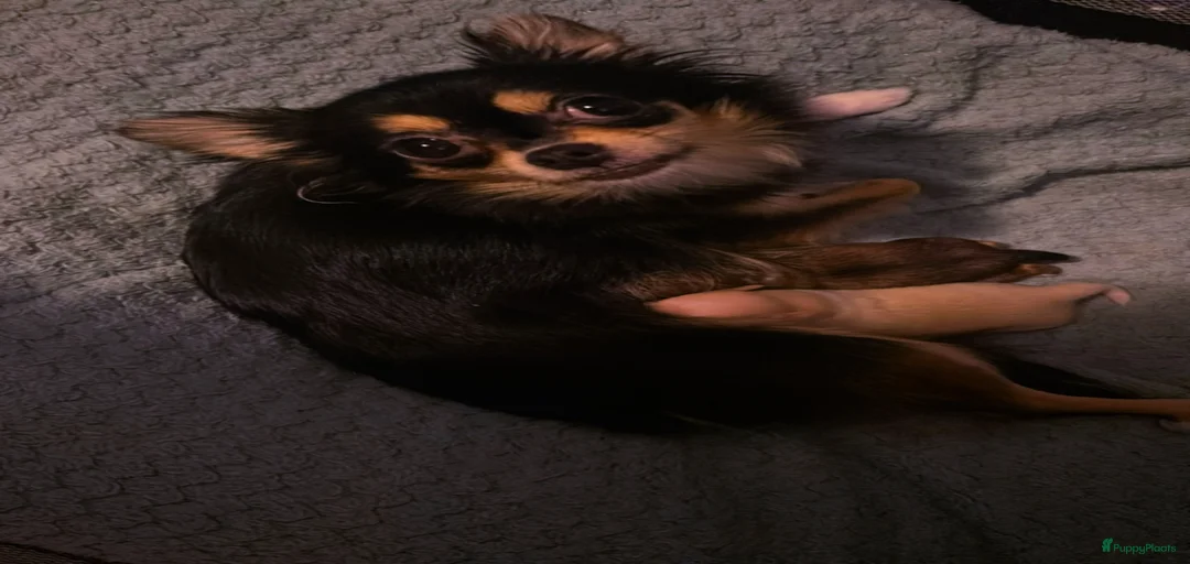 Galerij afbeelding {{count}}