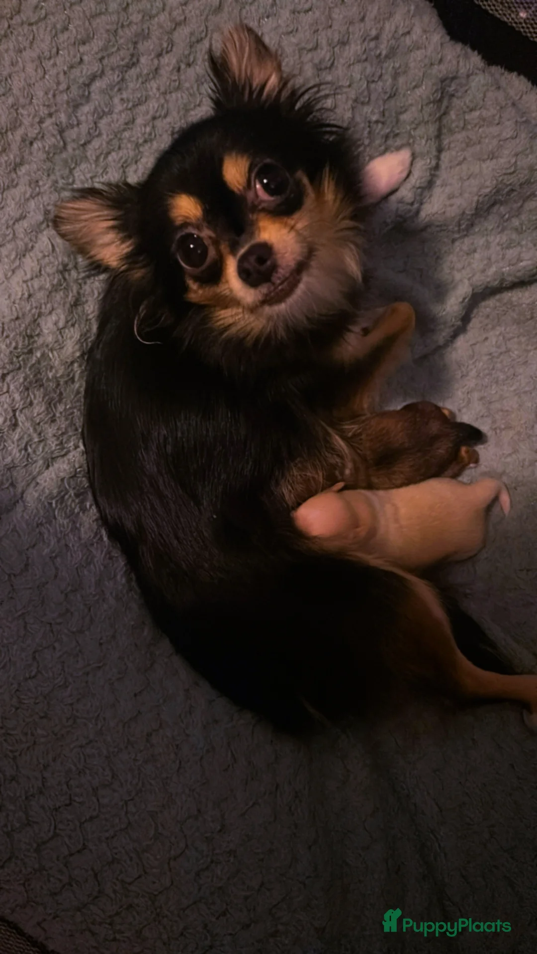 Galerij afbeelding {{count}}