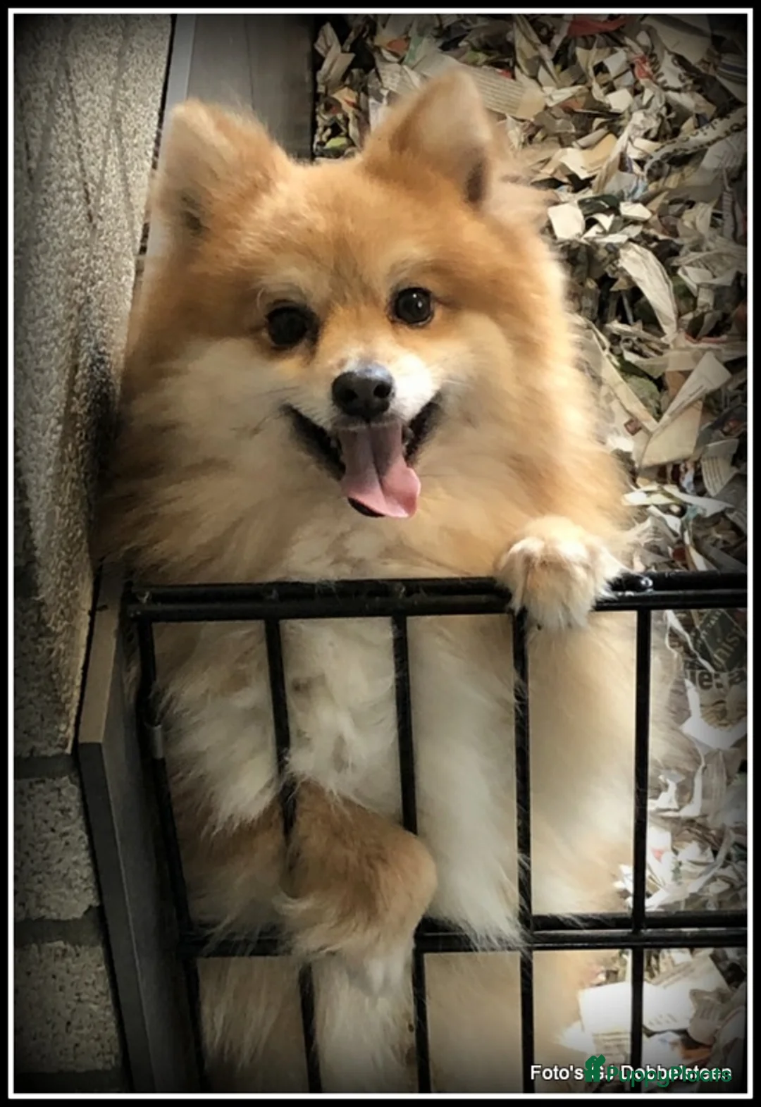 Kruising honden te koop: Pomeriaan x Boomer kruising pups - Advertentie 10