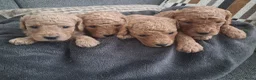 Australian Labradoodle honden te koop: Prachtige australian labradoodle puppy's  - Advertentie 3