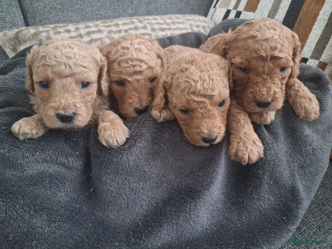 Australian Labradoodle honden te koop: Prachtige australian labradoodle puppy's  - Advertentie 3