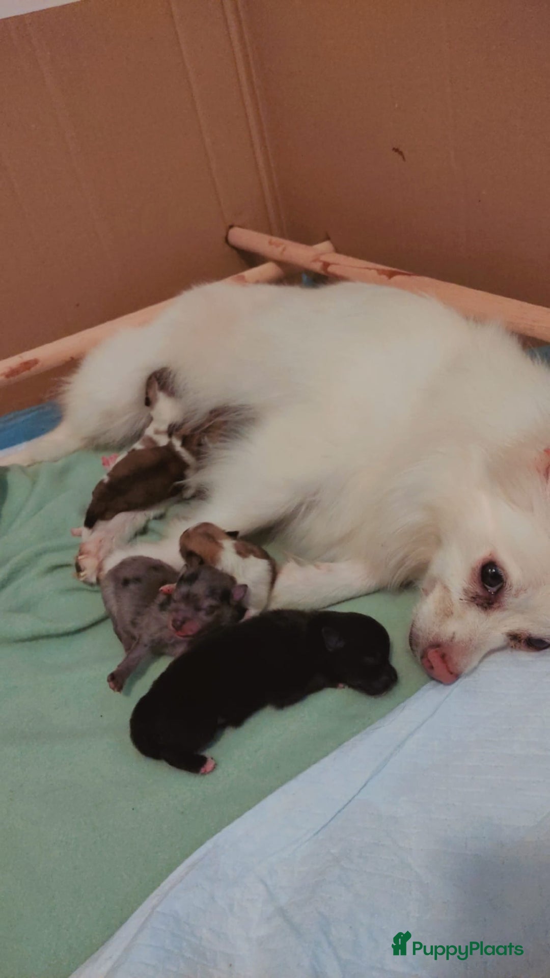 Kruising honden te koop: Lieve pomeriaan/kleine keeshond pups - Advertentie 5