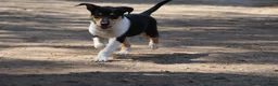 Schotse Herdershond korthaar honden te koop: Nog 1 knappe reu schotse collie korthaar reuen. - Advertentie 23