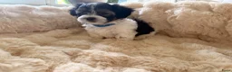 Kruising honden te koop: Schatjes van Boomerpups te koop - Advertentie 25