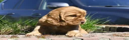 Engelse Cocker Spaniel honden te koop: Speelse Engelse Cocker Spaniel pups - Advertentie 24