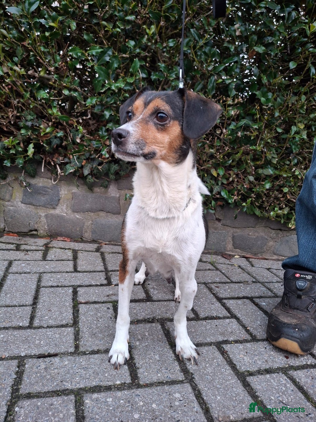 Fox Terriër Gladhaar honden te koop: boerenfox pups - Advertentie 12