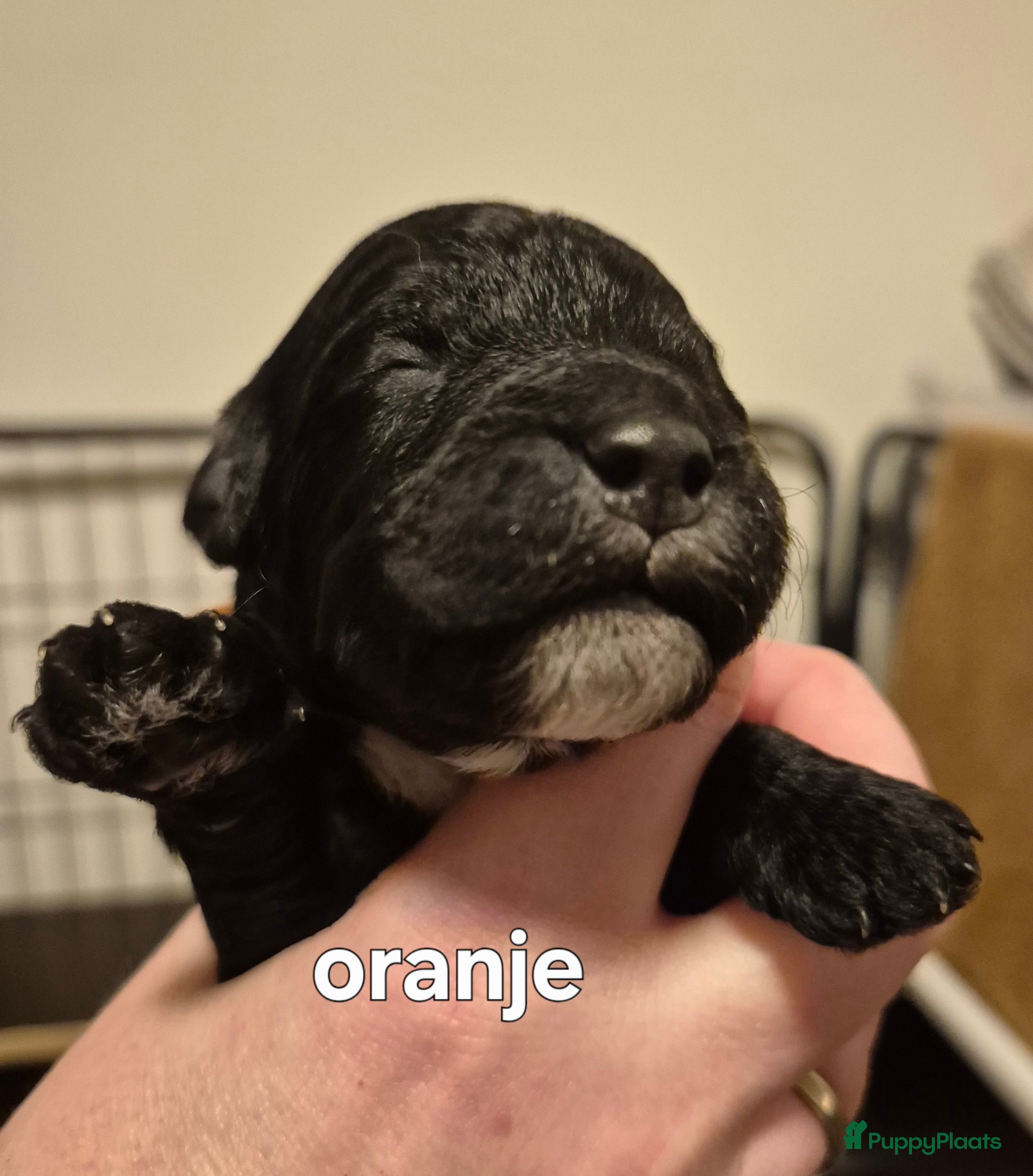 Cockapoo honden Cockapoo puppy's  - Advertentie 1