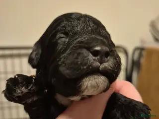 Cockapoo honden Cockapoo puppy's - Advertentie 1