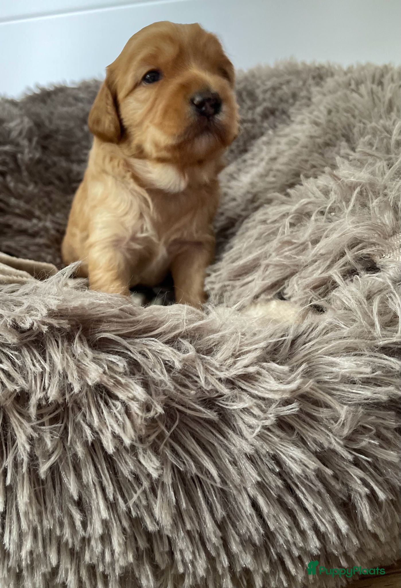 Australian Labradoodle honden te koop: Nestje Australian Labradoodles mini - Advertentie 10