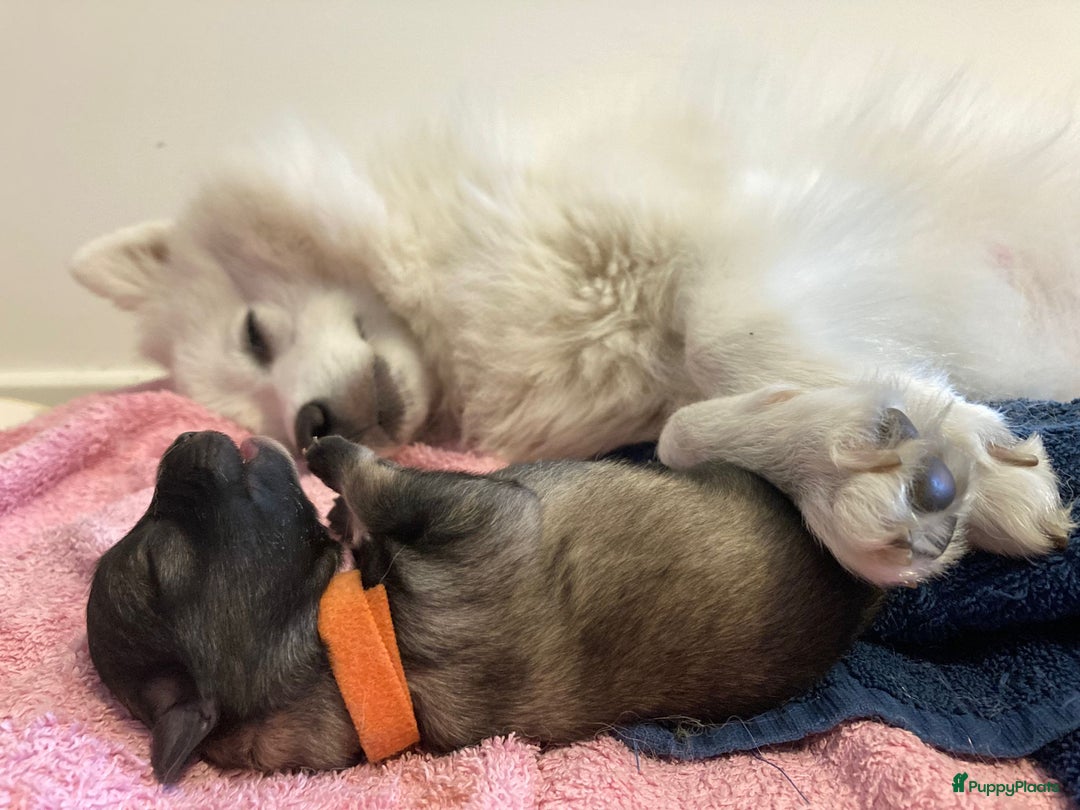 Keeshond honden te koop: Kruising Keeshond X Japanse Spits - Afbeelding 15