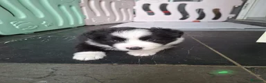 Border Collie reutje groen