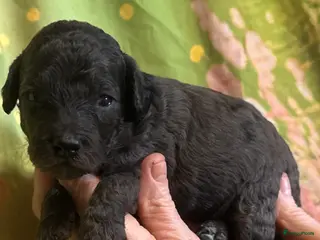 Australian Labradoodle honden Te koop mini Australian LAbradoodles - Advertentie 1