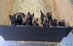 Mechelse Herder honden te koop: Mechelse herder puppy's  - Afbeelding 1