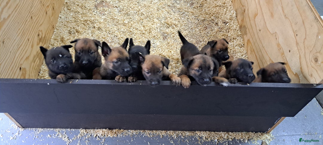 Mechelse Herder honden te koop: Mechelse herder puppy's  - Afbeelding 1