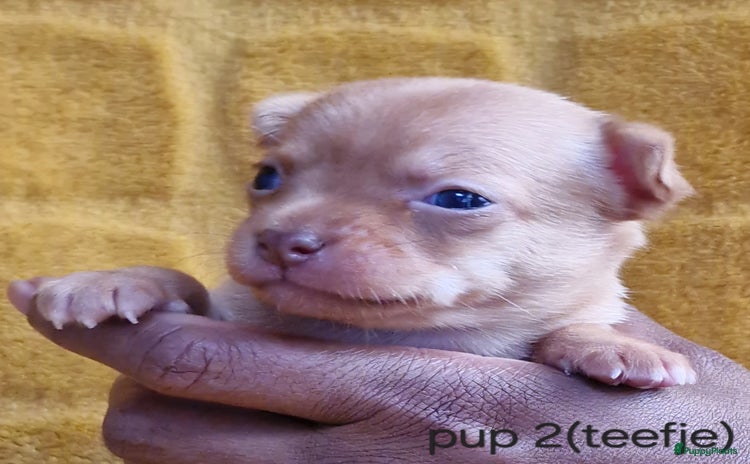 Chihuahua honden - Advertentie 2
