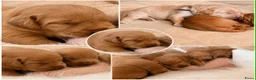 Labradoodle honden te koop: Laatste teefje Medium Labradoodle🐾 - Advertentie 17