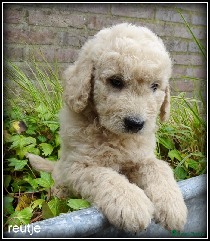 Goldendoodle honden Goldendoodle pups. Zie omschrijving. - Advertentie 2