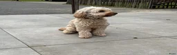 Cockapoo honden te koop: Cockapoo puppy’s  - Advertentie 4
