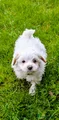 MaltiPoo 2