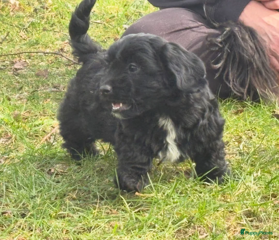 Kruising honden te koop: 4 Prachtige zeer sociale Boompoo 3🎀 en 1🧢 - Advertentie 2